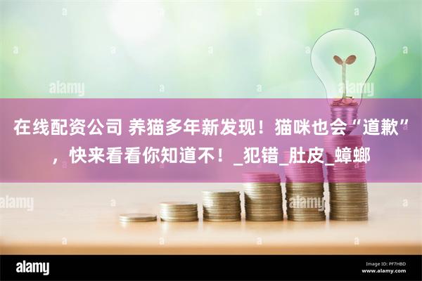 在线配资公司 养猫多年新发现！猫咪也会“道歉”，快来看看你知道不！_犯错_肚皮_蟑螂